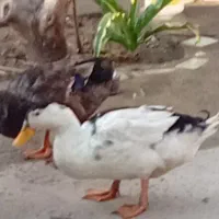 ۲. اردک نر هریک عدد ۵۰۰  ماملحه با کفتر