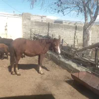 اسب کره مادیان ۱۸ماهه