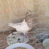 یک جفت کفتر کله سبز و کله هفت رنگ.|پرنده|مشهد, رستگار|دیوار