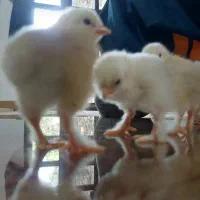 فروش انواع جوجه،تخم،جوجه کشی شراکتی