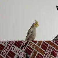 ۳تا جوجه عروس هلندی