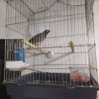 مرغ مینا رام