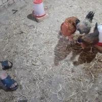 یک عدد خروس برهما فقط دمش کجه