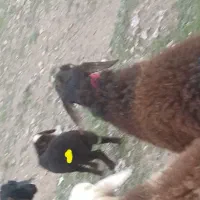 بره|حیوانات مزرعه|کنگاور, |دیوار