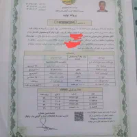 نهال تصمینی باپیشرفتهترین پیوندک در قطب نهال کشور