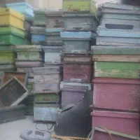 زنبور|حیوانات مزرعه|اصفهان, باغ نگاره|دیوار