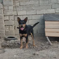 سگ گرگی