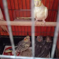 طوطی عروس 5 عدد پدر مادر و پایین سه فرزند