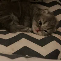 گربه اسکاتیش