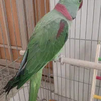 شاه طوطی سخنگو