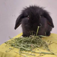 پشمالو های خانگی