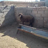 بره فروشی|حیوانات مزرعه|قائن, |دیوار