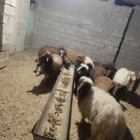 12عدد بره نر