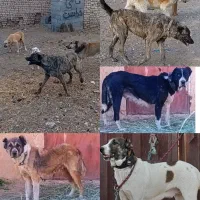 واگذاری لاس ماده های نگهبانی جوان