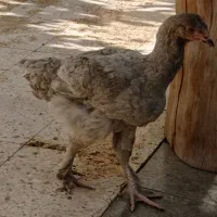 مرغ نژاد دار برهما لهستانی آمروک|حیوانات مزرعه|گلبهار, شهر جدید گلبهار|دیوار