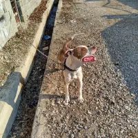 واگذاری سگ پیتبول فی ۱۰