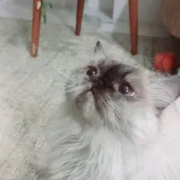 هیمالین ماده