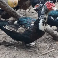 فروش اردک اسرائیلی نر وماده