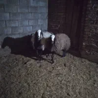 میش شال با بره سبک|حیوانات مزرعه|اردکان, |دیوار