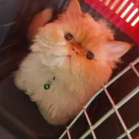 گربه پرشین خالص و زیبا