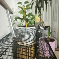 جفت عروس هلندی بالغ