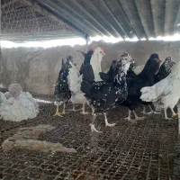 مرغ گلین|حیوانات مزرعه|شیراز, رکن‌آباد|دیوار
