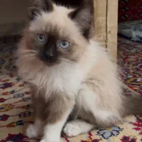 گربه پرشین هیمالین پشمالو ماده دوماهه|گربه|قوچان, |دیوار