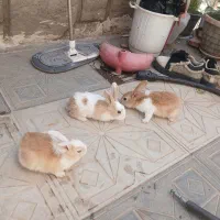 خرگوش