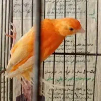 سلام یک جفت قناری سرخ مست مستخون|پرنده|مشهد, ادیب نیشابوری (شهرک غرب)|دیوار