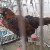 مرغ لاری