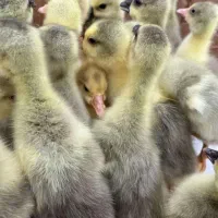 جوجه غازمحلی یک هفته ای