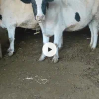 تلیسه (نوبر) ابستن رومایه شکم اول