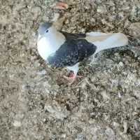 زنجیر و سرور|جواهرات|میبد, |دیوار