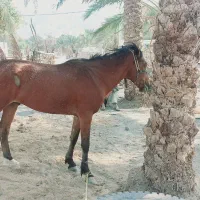 اسب نریان فروشی|حیوانات مزرعه|فاریاب, |دیوار