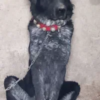 فروش یک جفت نردلاس  همه چی تمامخریداری تماس بگیرید