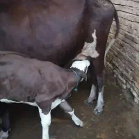 دو عدد گاو با گوسالها نر دوقلو و یک ماده جنس درجه1