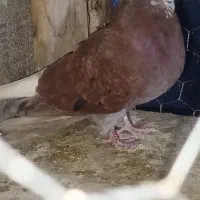 سرخ دم سفید کاکولی