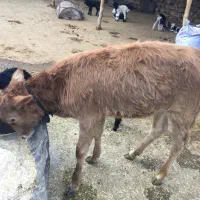 گوساله ماده