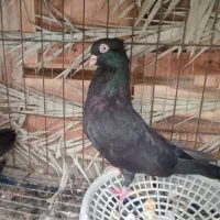 کبوتر سیاه ابادانی