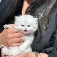 گربه بریتیش سیلور