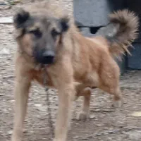 سگ سرابی گمشده