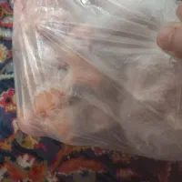 پای مرغ