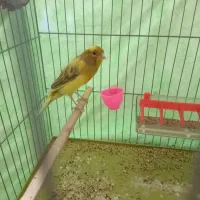 قناری سو قدیم