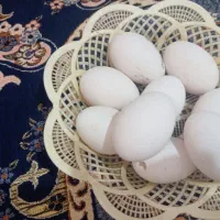 تخم قوغاز|حیوانات مزرعه|امیدیه, |دیوار