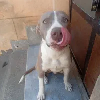 پیتبول چهارماهه|سگ|شیراز, سلطان آباد|دیوار