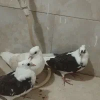 6تا کفتر پرشی دونه ای 150