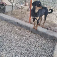 واگذاری سگ رتوایلر|سگ|شاهرود, |دیوار