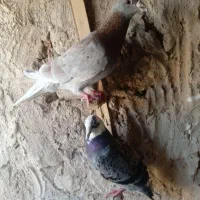 جفتگاه آلمانی