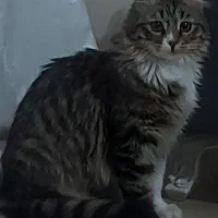 گربه خیابانی مادر و ۳ بچه گمشده