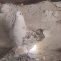 دو عدد دوکت نر|پرنده|سنندج, |دیوار